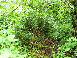 spurge laurel is a noxious weed in pierce county