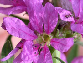 purple loosestrife