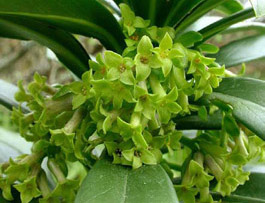 spurge laurel