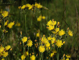 yellow devil hawkweed