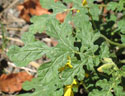 buffalobur growing as a noxious weed