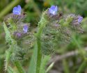 annual bugloss