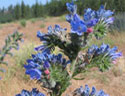 blueweed in piece county, WA noxious weeds