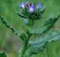 pierce county noxios weeds bugloss