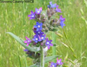 common bugloss of pierce co weed list