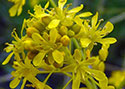 dyers woad in pierce co, WA noxious weeds