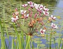 flowering rush in pierce county, wa