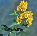 garden loosestrife