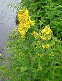 garden loosestrife