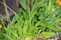 orange hawkweed a weed in pierce county