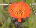 Orange Hawkweed in washington state, pierce county