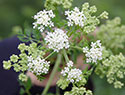 poison hemlock