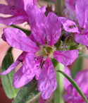 Purple loosestrife