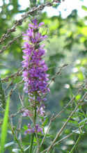 Purple loosestrife