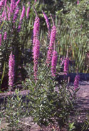 Purple loosestrife