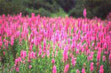 Purple loosestrife