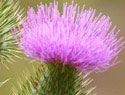 scotch thistle