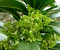 Spurge Laurel