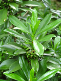 Spurge Laurel