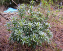 Spurge Laurel