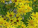 tansy ragwort