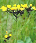 yellow-devil hawkweed