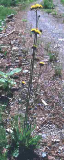 yellow-devil hawkweed