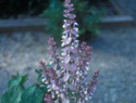 Clary Sage