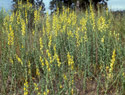 Dalmatian Toadflax