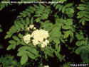 European Mountain Ash