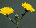 Hawkweed Oxtongue