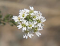 Hoaryalyssum