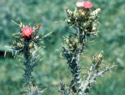 Italian Thistle