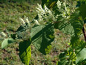 Japanese Knotweed