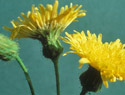 Perennial Sowthistle