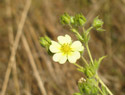 Sulfur Cinquefoil