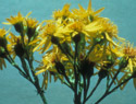 Tansy Ragwort