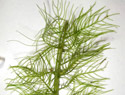 Variable-Leaf Milfoil