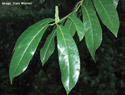 Cherry Laurel