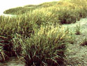 Common Cordgrass