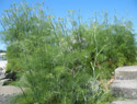 Common Fennel