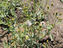 Common Groundsel