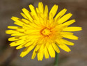 Common Hawkweed