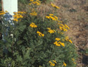 Common Tansy