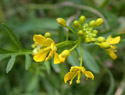 Creeping Fieldcress