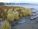 Dense-Flowered Cordgrass