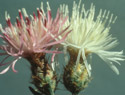 Diffuse Knapweed