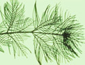 Eurasian Watermilfoil