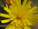 European Hawkweed