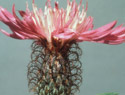 Featherhead Knapweed